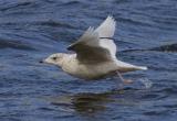 A medium-size gull, smaller than most herring gulls. It has a rounded head and smallish beak, giving it a dove-like expression. It has very pale plumage and white wing tips, and, like the glaucous gull, it is sometimes referred to as a 'white-winged' gull. It is a winter visitor, with small numbers of birds, usually seen singly. It breeds in the Arctic and winters as far south as New York and Britain.